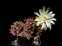 Нажмите на изображение для увеличения.

Название:	Gymnocalycium_anisitsii1.jpg
Просмотров:	168
Размер:	223.8 Кб
ID:	343205