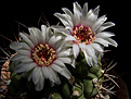 Нажмите на изображение для увеличения.

Название:	Gymnocalycium_zegarrae.jpg
Просмотров:	165
Размер:	207.9 Кб
ID:	343207