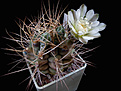 Нажмите на изображение для увеличения.

Название:	Gymnocalycium_pungens.jpg
Просмотров:	165
Размер:	218.8 Кб
ID:	343208