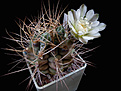 Нажмите на изображение для увеличения.

Название:	Gymnocalycium_pungens.jpg
Просмотров:	151
Размер:	218.8 Кб
ID:	343208