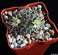Нажмите на изображение для увеличения.

Название:	Mammillaria lewisiana.JPG
Просмотров:	224
Размер:	217.9 Кб
ID:	343241