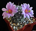 Нажмите на изображение для увеличения.

Название:	Mammillaria boolii.JPG
Просмотров:	253
Размер:	220.0 Кб
ID:	343242