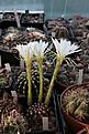 Нажмите на изображение для увеличения.

Название:	Echinopsis_spec_L400.jpg
Просмотров:	143
Размер:	203.3 Кб
ID:	343251