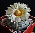 Нажмите на изображение для увеличения.

Название:	Astrophytum asterias.JPG
Просмотров:	214
Размер:	183.8 Кб
ID:	343259