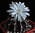 Нажмите на изображение для увеличения.

Название:	Gymnocalycium friedrichii var. albiflorum.JPG
Просмотров:	244
Размер:	158.9 Кб
ID:	343260