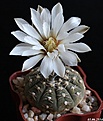 Нажмите на изображение для увеличения.

Название:	Gymnocalycium ragonesei.JPG
Просмотров:	204
Размер:	143.7 Кб
ID:	343261