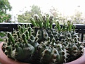 Нажмите на изображение для увеличения.

Название:	Gymnocalycium anisitsii.jpg
Просмотров:	169
Размер:	52.7 Кб
ID:	343271