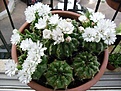Нажмите на изображение для увеличения.

Название:	Gymnocalycium anisitsii2.jpg
Просмотров:	161
Размер:	62.7 Кб
ID:	343272