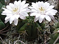 Нажмите на изображение для увеличения.

Название:	Gymnocalycium eurypleurum.jpg
Просмотров:	162
Размер:	48.3 Кб
ID:	343273
