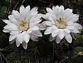 Нажмите на изображение для увеличения.

Название:	Gymnocalycium eurypleurum2.jpg
Просмотров:	153
Размер:	36.2 Кб
ID:	343274