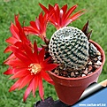 Нажмите на изображение для увеличения.

Название:	Rebutia_heliosa_cajasensis_05_810.jpg
Просмотров:	907
Размер:	100.4 Кб
ID:	343275