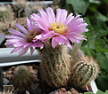 Нажмите на изображение для увеличения.

Название:	Echinocereus_oklahomensis.jpg
Просмотров:	148
Размер:	207.2 Кб
ID:	343280