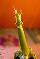 Нажмите на изображение для увеличения.

Название:	Sclerocactus mesae-verdae SB1010_11.12.10-5.1.11.JPG
Просмотров:	355
Размер:	197.1 Кб
ID:	343329