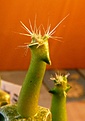 Нажмите на изображение для увеличения.

Название:	Sclerocactus pubispinus RP129_12.12.10-5.1.11.JPG
Просмотров:	316
Размер:	156.3 Кб
ID:	343331