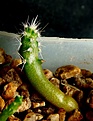 Нажмите на изображение для увеличения.

Название:	Sclerocactus mesa-verdaeS B1010_2months_2.11.JPG
Просмотров:	301
Размер:	144.0 Кб
ID:	343338