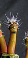 Нажмите на изображение для увеличения.

Название:	Sclerocactus pubispinus RP_2months_gr.JPG
Просмотров:	343
Размер:	229.4 Кб
ID:	343340