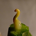 Нажмите на изображение для увеличения.

Название:	Sclerocactus spinosior Lz250_1day_2.11_gr.JPG
Просмотров:	315
Размер:	199.3 Кб
ID:	343342