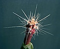 Нажмите на изображение для увеличения.

Название:	SclerocactusparviflorusRP135_9.3.09_23.4.091.jpg
Просмотров:	301
Размер:	120.5 Кб
ID:	343343