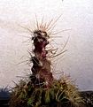 Нажмите на изображение для увеличения.

Название:	Sclerocactus parviflorus RP135_3.09-5.10.JPG
Просмотров:	307
Размер:	157.6 Кб
ID:	343345