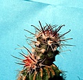 Нажмите на изображение для увеличения.

Название:	Sclerocactus parviflorus RP135_9.10.JPG
Просмотров:	321
Размер:	211.9 Кб
ID:	343346