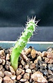 Нажмите на изображение для увеличения.

Название:	Sclerocactus mesae-verdae SB1010_5months_5.11.JPG
Просмотров:	207
Размер:	110.0 Кб
ID:	343349