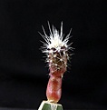 Нажмите на изображение для увеличения.

Название:	Sclerocactus pubispinus RP129_5months_gr_5.11.JPG
Просмотров:	210
Размер:	94.4 Кб
ID:	343351