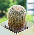 Нажмите на изображение для увеличения.

Название:	Echinocereus rigidissimus GL501.jpg
Просмотров:	152
Размер:	249.4 Кб
ID:	343355