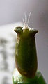 Нажмите на изображение для увеличения.

Название:	Pediocactus sileri Lz814_23.12.10-6.1.11.JPG
Просмотров:	229
Размер:	212.6 Кб
ID:	343384