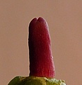 Нажмите на изображение для увеличения.

Название:	Pediocactus sileri Lz814_7.1.11_4days.JPG
Просмотров:	226
Размер:	80.4 Кб
ID:	343385