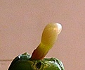 Нажмите на изображение для увеличения.

Название:	Pediocactus sileri Lz814_8.1.11.-3days.JPG
Просмотров:	223
Размер:	57.3 Кб
ID:	343386