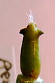 Нажмите на изображение для увеличения.

Название:	Pediocactus sileri Lz814_23.12.10-18days.JPG
Просмотров:	210
Размер:	204.6 Кб
ID:	343387