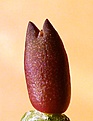 Нажмите на изображение для увеличения.

Название:	Pediocactus sileri Lz814_9days_1.11.JPG
Просмотров:	185
Размер:	128.6 Кб
ID:	343392