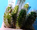 Нажмите на изображение для увеличения.

Название:	Pediocactus knowltonii SB304_3.09-6.10.JPG
Просмотров:	153
Размер:	123.0 Кб
ID:	343396