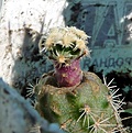 Нажмите на изображение для увеличения.

Название:	Pediocactusknowltonii SB304_8.10.JPG
Просмотров:	161
Размер:	112.4 Кб
ID:	343397
