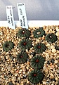 Нажмите на изображение для увеличения.

Название:	Frailea_seedlings_IMG_1732.jpg
Просмотров:	271
Размер:	118.2 Кб
ID:	343400