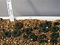 Нажмите на изображение для увеличения.

Название:	Frailea_seedlings_IMG_1735.jpg
Просмотров:	283
Размер:	108.0 Кб
ID:	343401