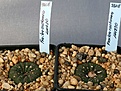Нажмите на изображение для увеличения.

Название:	Frailea_seedlings_IMG_1738.jpg
Просмотров:	271
Размер:	88.5 Кб
ID:	343402