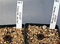 Нажмите на изображение для увеличения.

Название:	Frailea_seedlings_IMG_1744.jpg
Просмотров:	273
Размер:	87.0 Кб
ID:	343403