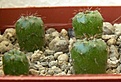 Нажмите на изображение для увеличения.

Название:	Frailea_asterioides.jpg
Просмотров:	240
Размер:	37.0 Кб
ID:	343404