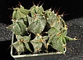 Нажмите на изображение для увеличения.

Название:	Astrophytum_sp.jpg
Просмотров:	752
Размер:	122.8 Кб
ID:	343432