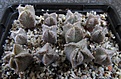 Нажмите на изображение для увеличения.

Название:	Astrophytum_myriostigma_v.quadricostatum.jpg
Просмотров:	901
Размер:	101.7 Кб
ID:	343433