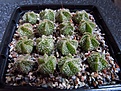 Нажмите на изображение для увеличения.

Название:	Astrophytum_capricorne.jpg
Просмотров:	907
Размер:	129.9 Кб
ID:	343434