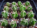 Нажмите на изображение для увеличения.

Название:	Astrophytum_senile.jpg
Просмотров:	858
Размер:	132.4 Кб
ID:	343435