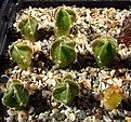 Нажмите на изображение для увеличения.

Название:	Astrophytum_senile_v_aureum1.jpg
Просмотров:	840
Размер:	162.0 Кб
ID:	343436