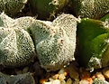 Нажмите на изображение для увеличения.

Название:	Astrophytum_meriostigma_v_nudum1.jpg
Просмотров:	827
Размер:	100.7 Кб
ID:	343438