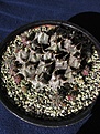 Нажмите на изображение для увеличения.

Название:	Astrophytum_myriostigma1.jpg
Просмотров:	895
Размер:	158.6 Кб
ID:	343439