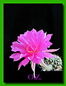 Нажмите на изображение для увеличения.

Название:	echinopsis calliantholilacina 2014.jpg
Просмотров:	534
Размер:	199.3 Кб
ID:	343450