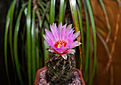 Нажмите на изображение для увеличения.

Название:	Thelocactus vagnerianus.jpg
Просмотров:	159
Размер:	187.4 Кб
ID:	343471