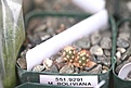Нажмите на изображение для увеличения.

Название:	seedlings1.jpg
Просмотров:	668
Размер:	35.7 Кб
ID:	343477