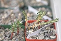 Нажмите на изображение для увеличения.

Название:	seedlings2.jpg
Просмотров:	648
Размер:	38.3 Кб
ID:	343478